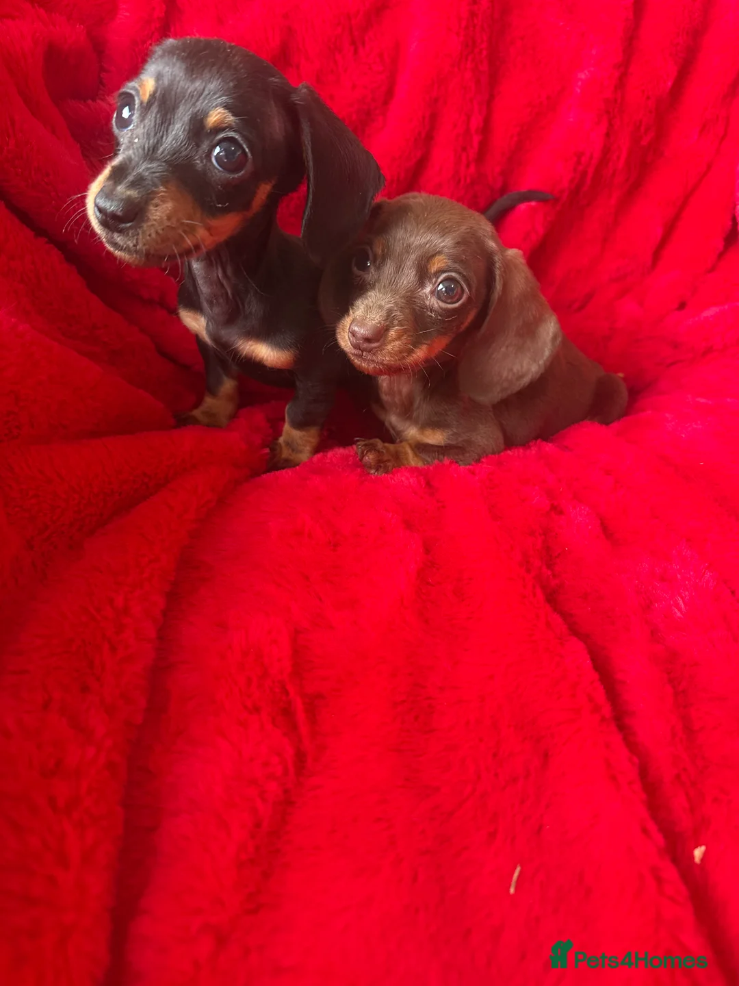 Miniature Dachshund dogs for sale: 2 GORGEOUS MINIATURE DACHSHUND PUPPIES FOR SALE  - Advert 4
