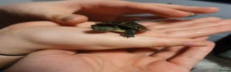 Terrapin reptiles for sale: 🐢 Two Terrapins For Sale (Tank Included) - Advert 4
