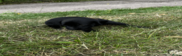 Labrador Retriever dogs for sale: Working Labrador Retriever Puppies - Advert 8