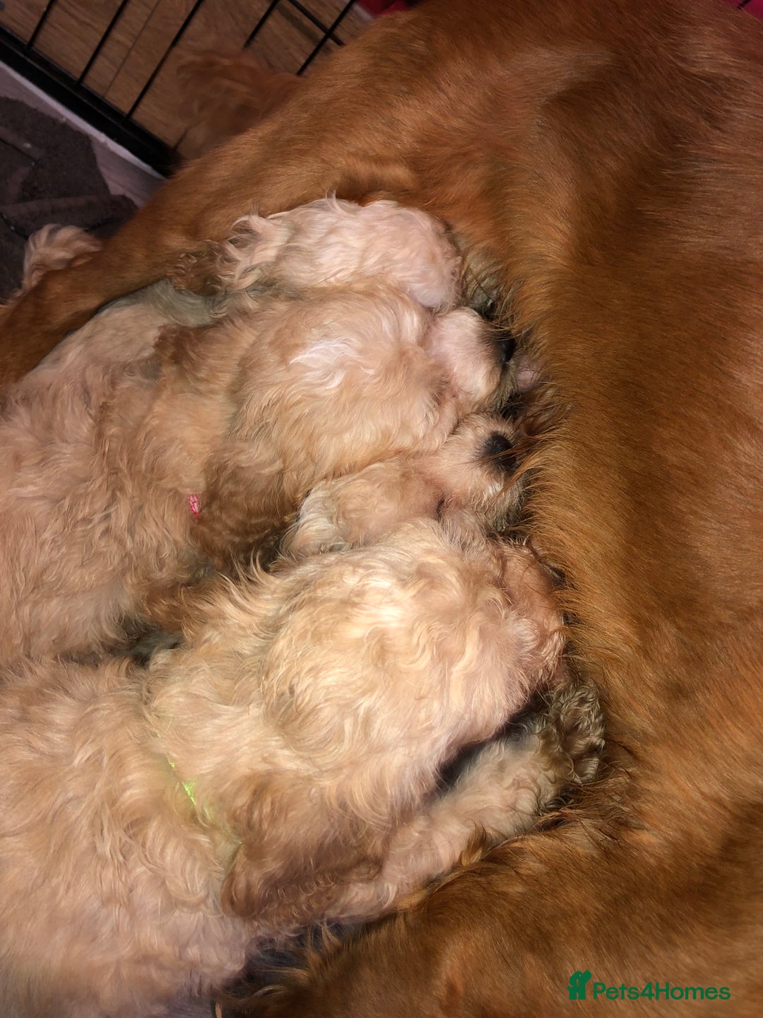Cockapoo dogs for sale: F1b toy cockapoo puppies - Image 34