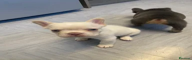 French Bulldog 1