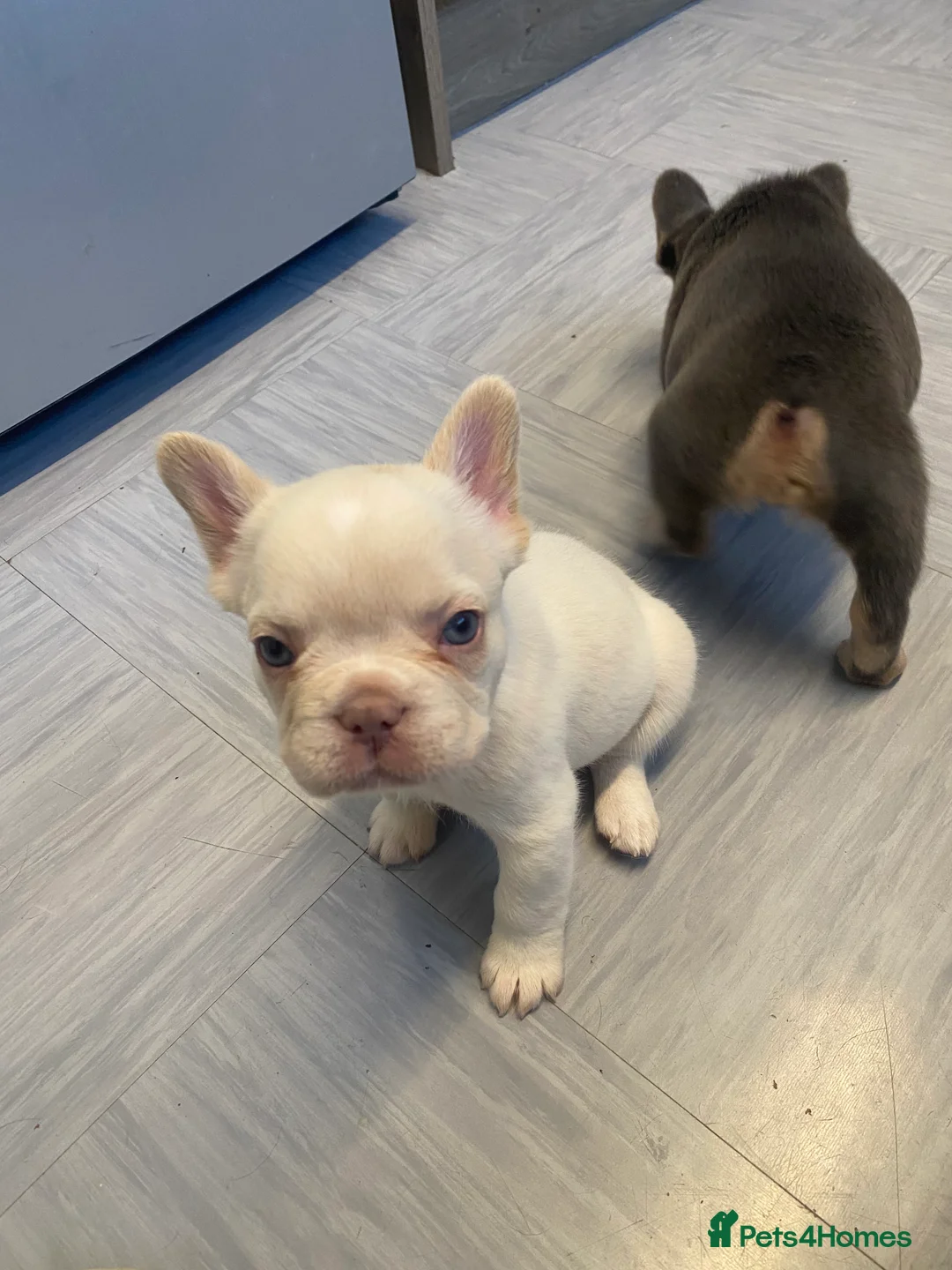 French Bulldog dogs for sale: Frenchbulldogs  in Bournemouth - Advert 2