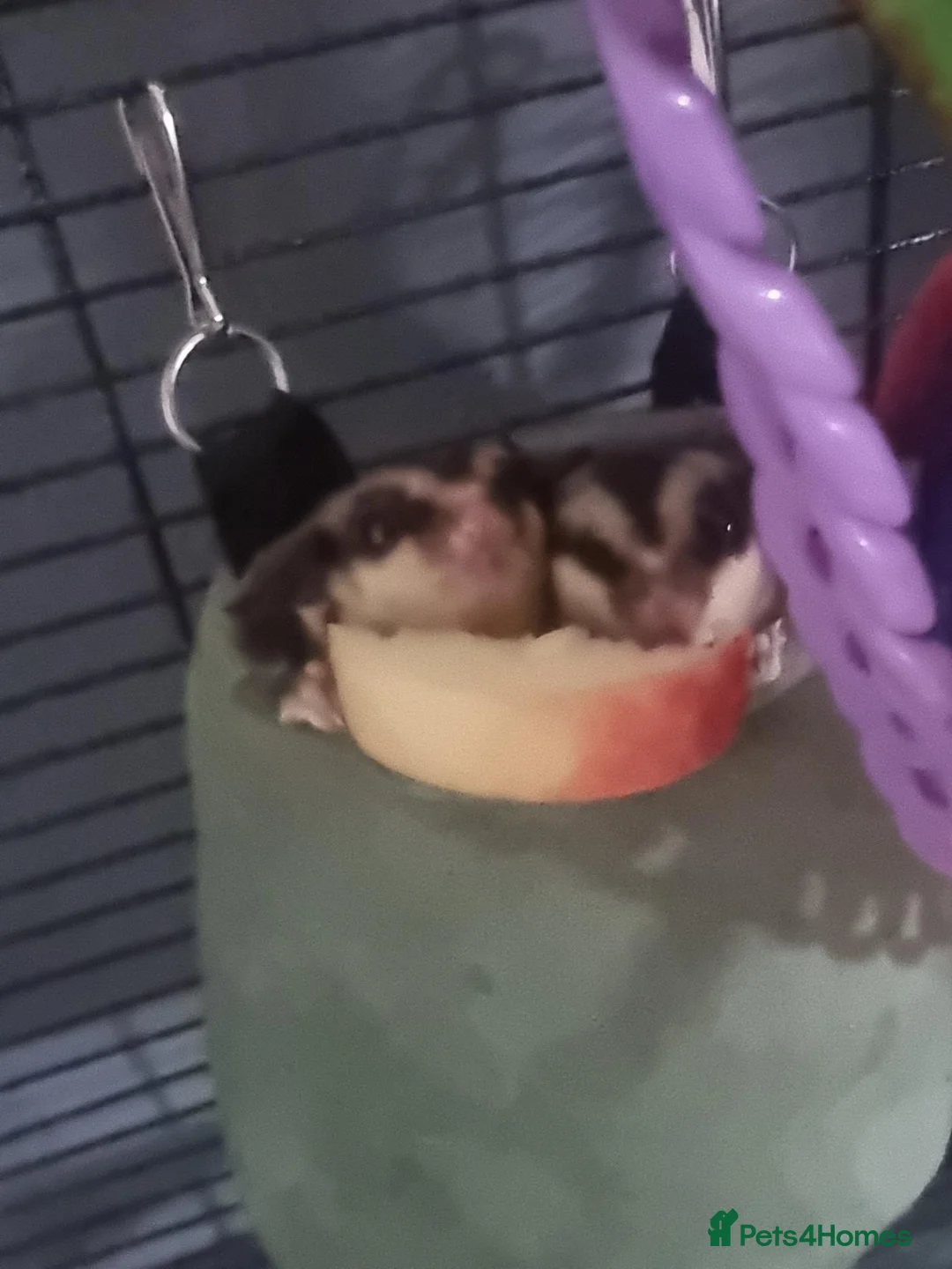 Sugar Glider rodents for sale: 3 bonded sugar gliders in Boston - Advert 2