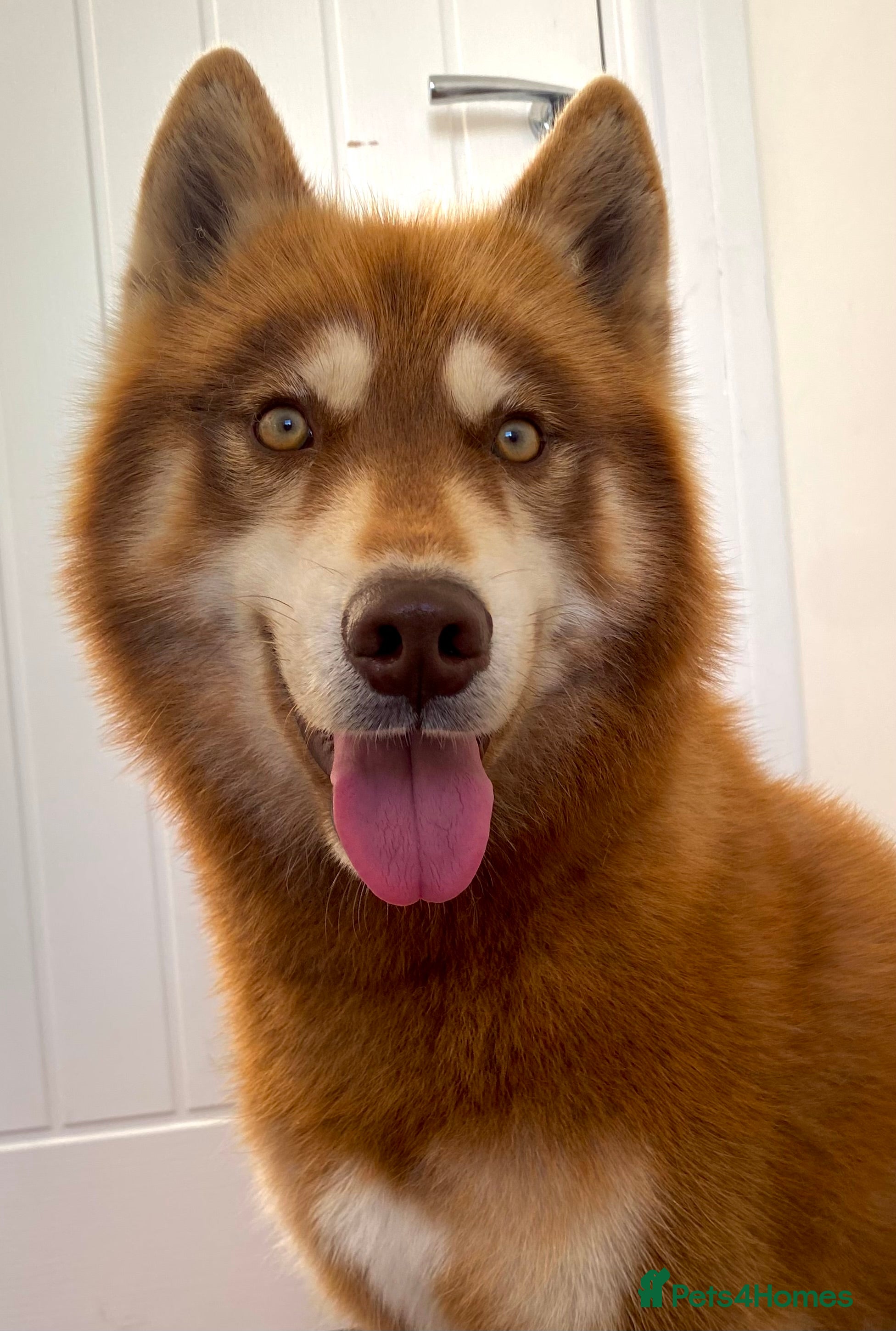 Siberian Husky dogs Togo PROVEN!! in Warwick - Advert 15