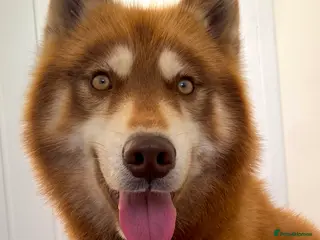 Siberian Husky dogs PROVEN red Siberian Husky Stud in Warwick - Advert 3