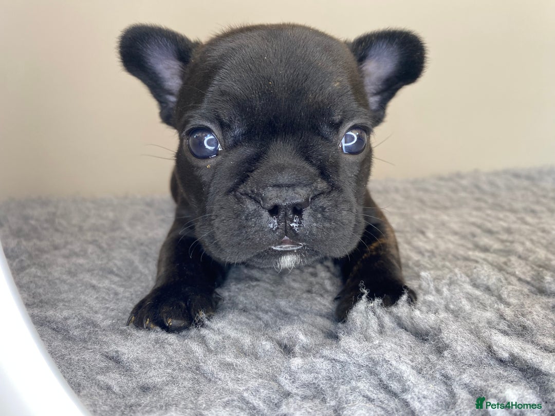 French Bulldog dogs for sale: KC French Bulldog Pups Tiger Brindle, Tan & Black  - Image 13