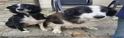 Border Collie dogs for sale: Border collie puppy bitches for sale in Bridgwater - Advert 11