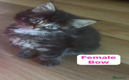 Mixed Breed cats for sale: Kittens for sale - Image 2