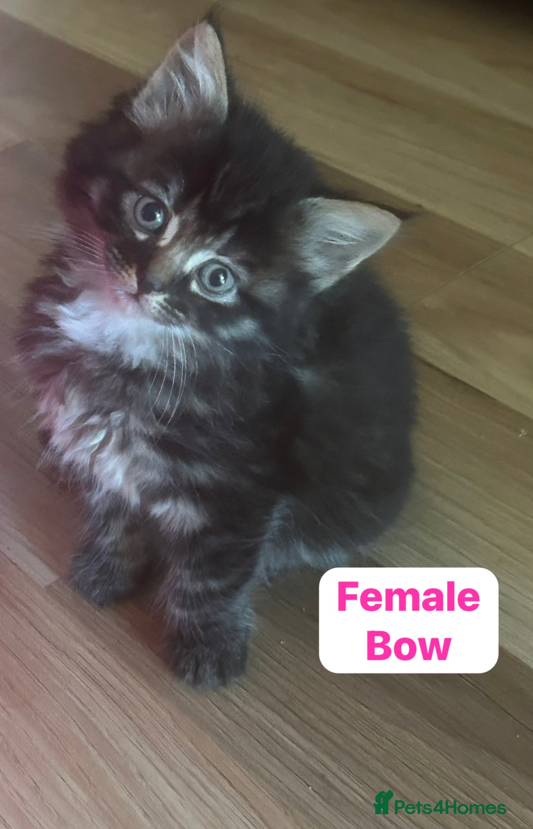 Mixed Breed cats for sale: Kittens for sale - Image 2