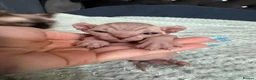 Sphynx cats for sale: ✨ Stunning 3 Elf Sphynx Kittens and one streight  - Advert 5