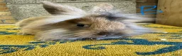 Lionhead rabbits for sale: Lionhead Rabbits For Sale  - Advert 6