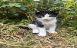 Mixed Breed cats for sale: Beautiful Female Kittens for sale  - Image 3
