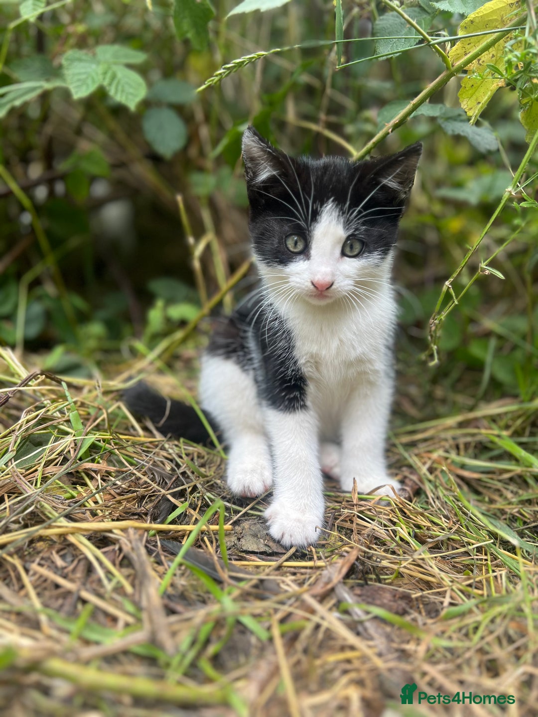 Mixed Breed cats for sale: Beautiful Female Kittens for sale  - Image 3