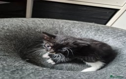 Domestic Shorthair cats for sale: Beautiful babies  - Image 8