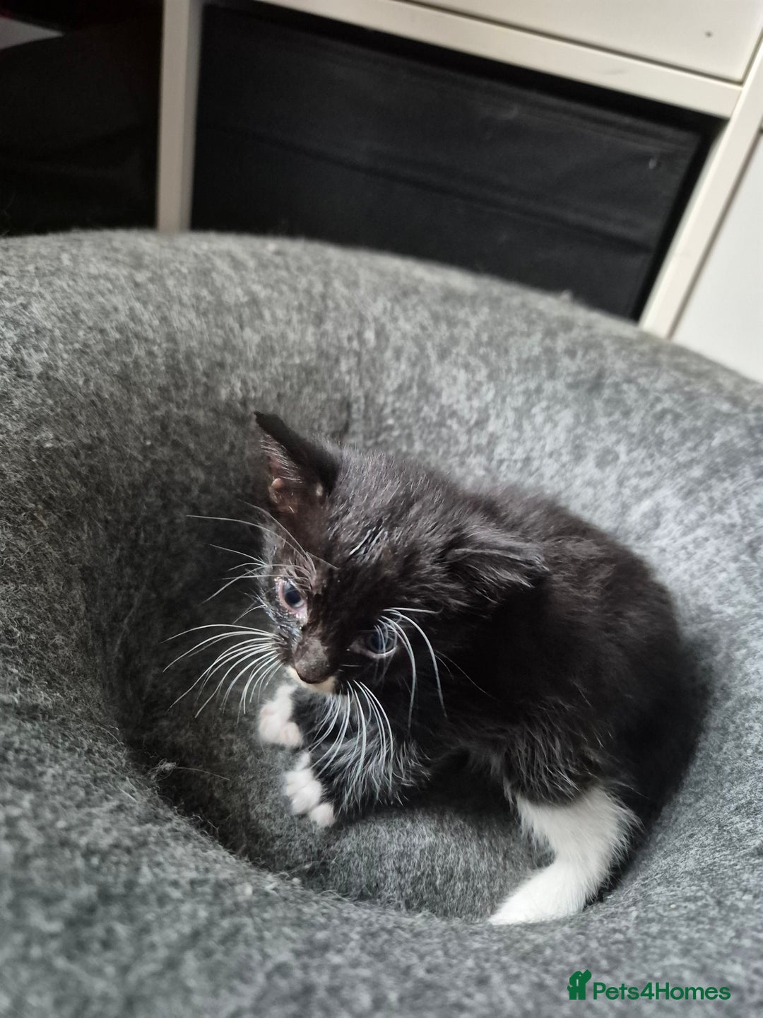 Domestic Shorthair cats for sale: Beautiful babies  - Image 8