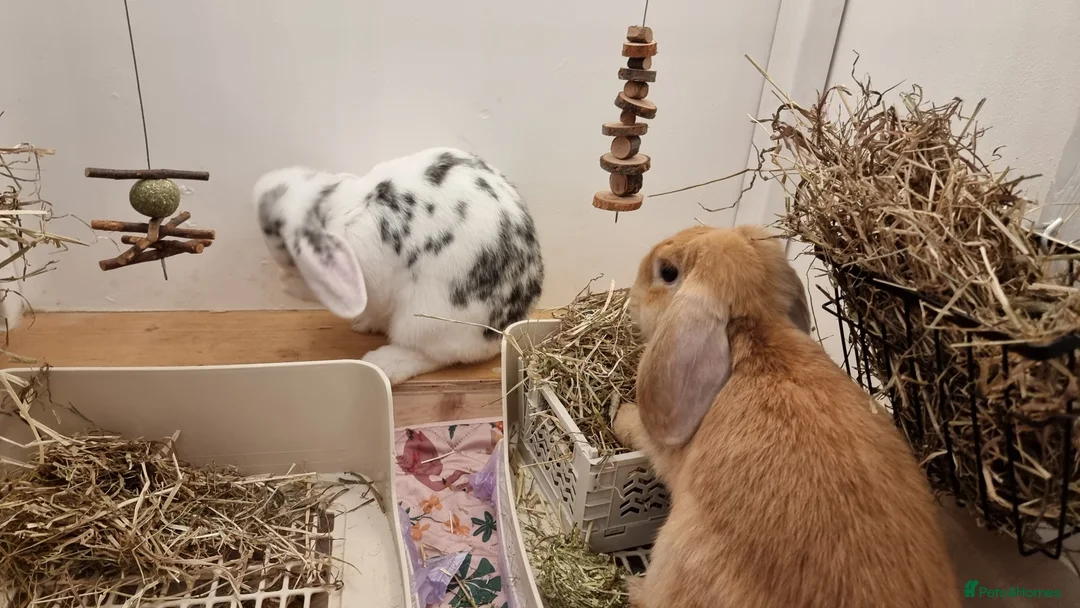 Mini Lop rabbits for sale: Adorable Pair of Rabbits  in Walton on the Naze - Advert 4