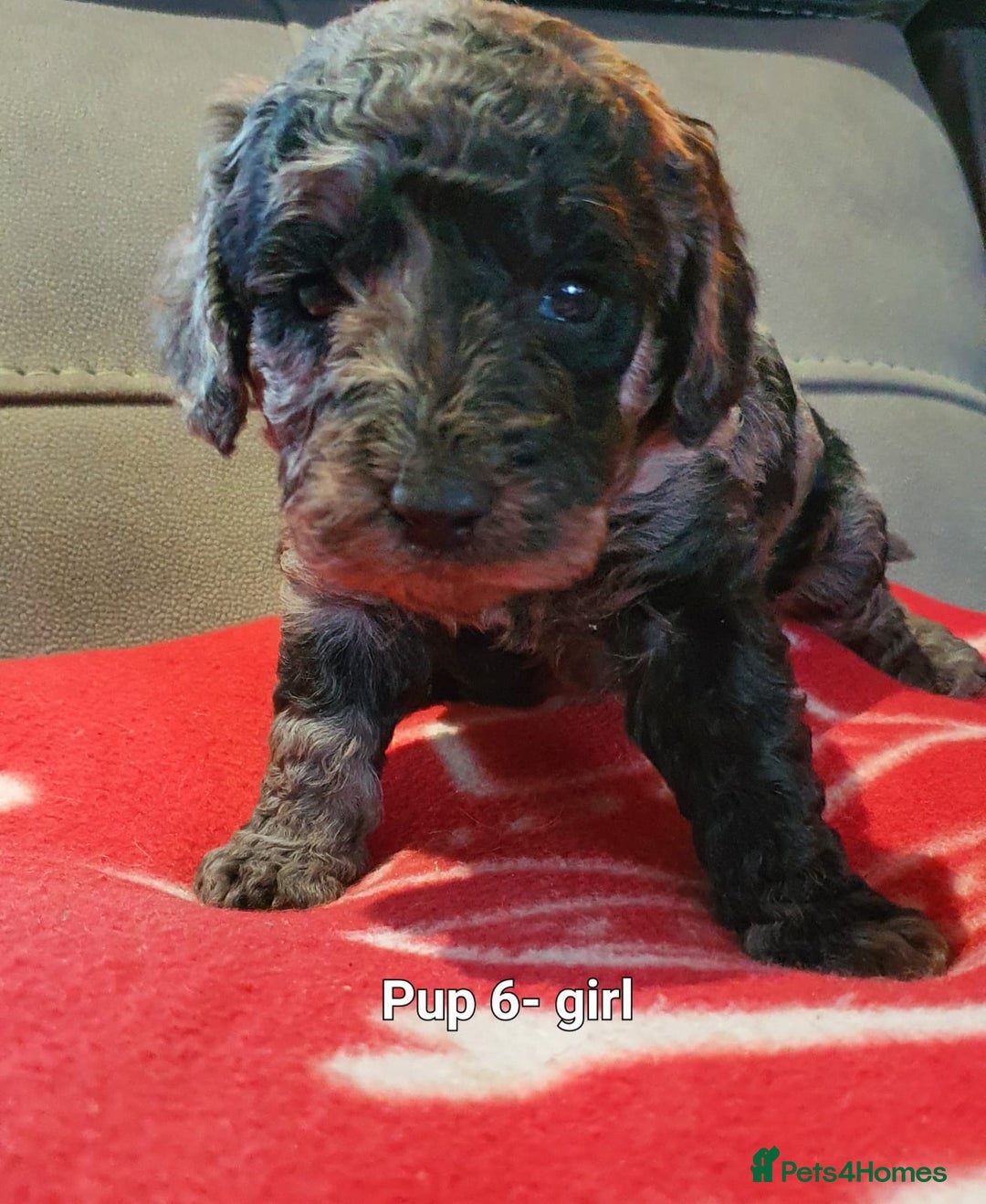 Labradoodle dogs for sale: F1B Miniature Labradoodles - Advert 4