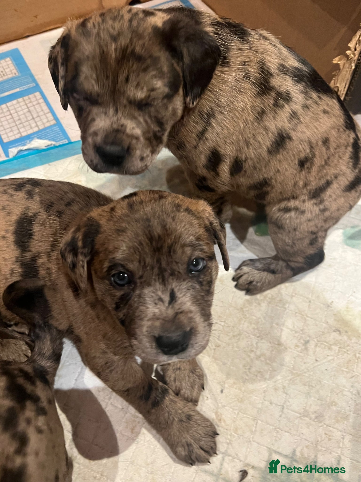 Mixed Breed dogs Staff cross puppies, great characters markings - Advert 5