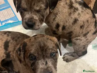 Mixed Breed dogs Staff cross puppies, great characters markings - Advert 5