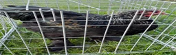 Chickens poultry for sale: Pair of brahmas - Advert 18