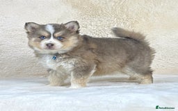 Pomsky dogs for sale: Stunning blue eyes F3 Pomsky puppies for sale  - Image 34