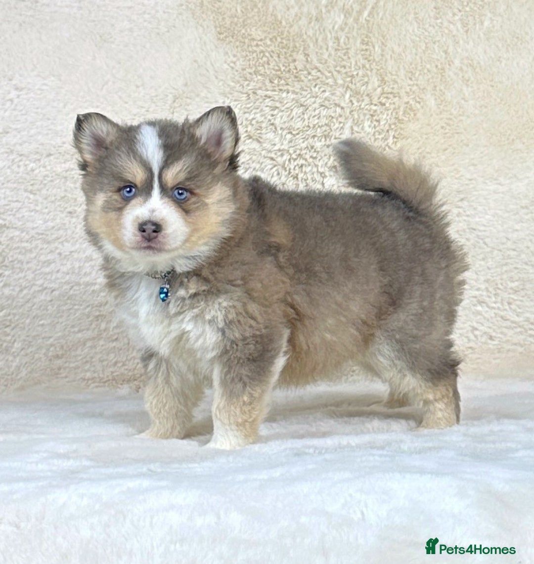 Pomsky dogs for sale: Stunning blue eyes F3 Pomsky puppies for sale  - Image 34