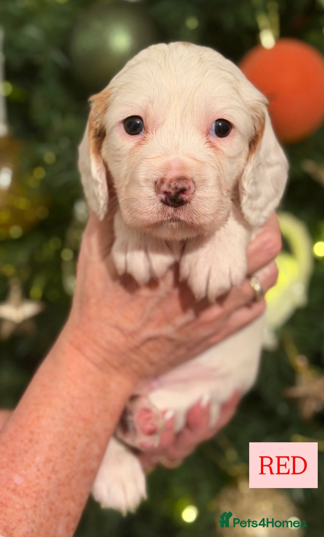 Cocker Spaniel dogs for sale: Cocker Spaniel Puppies - Advert 8