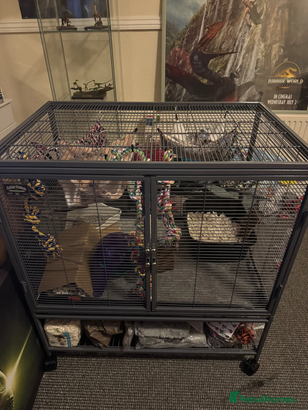 Rat rodents for sale: 2 female rats and critter nation setup  - Advert 2