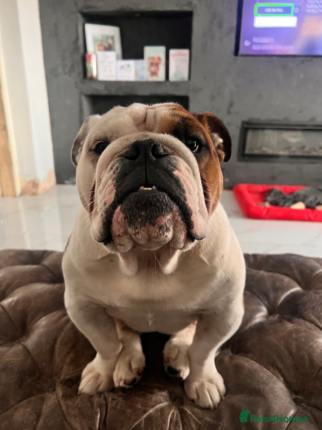 English Bulldog dogs for sale: 4 Year Old Female English Bulldog  - Advert 7