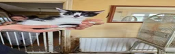 Mixed Breed cats for sale: Kittens for sale  - Advert 4
