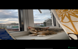 Mixed Breed cats for sale: Cat 5 months - Image 4