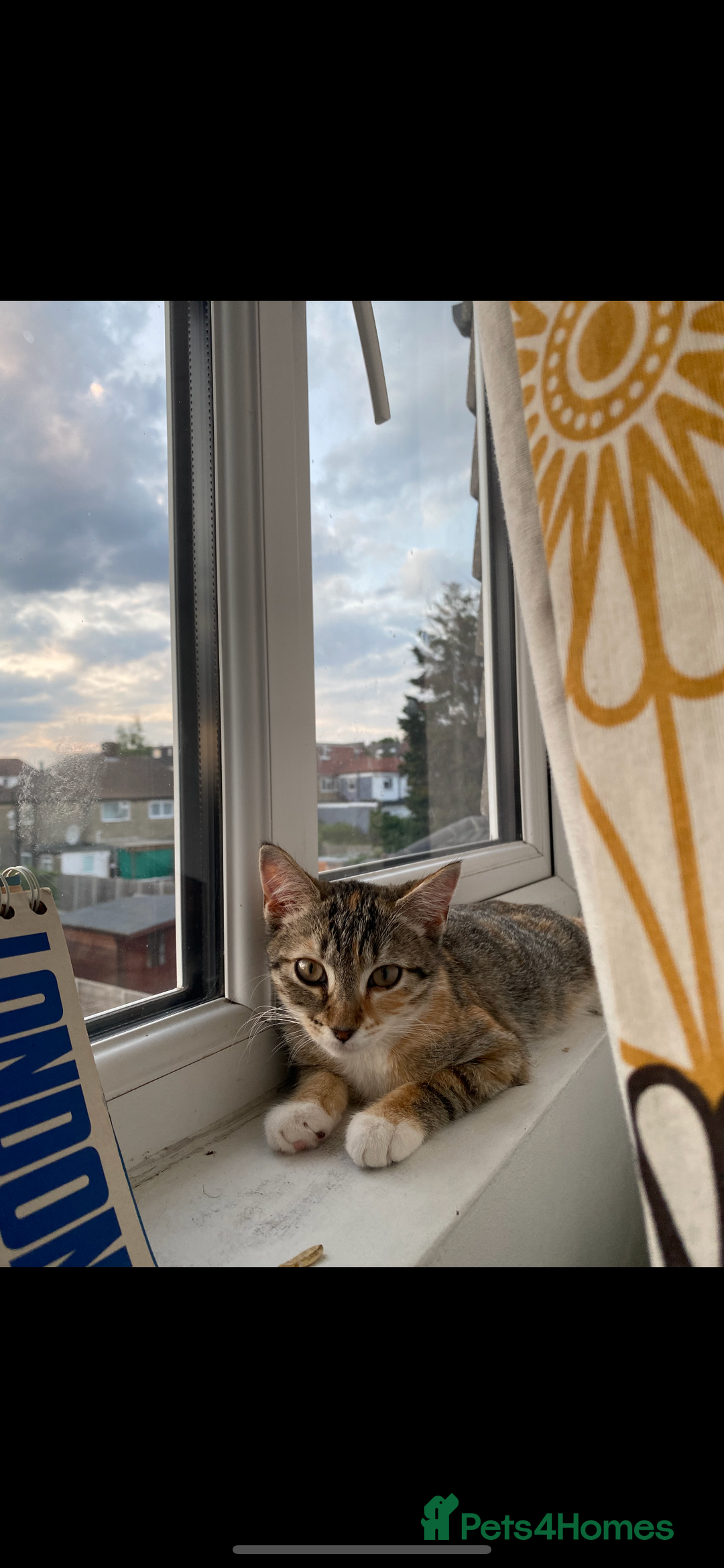Mixed Breed cats for sale: Cat 5 months - Image 4
