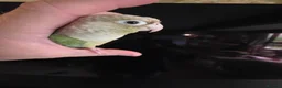 Conures birds for sale:  Hand readed Mooncheek Conure with Full Setup  in Montacute - Advert 15