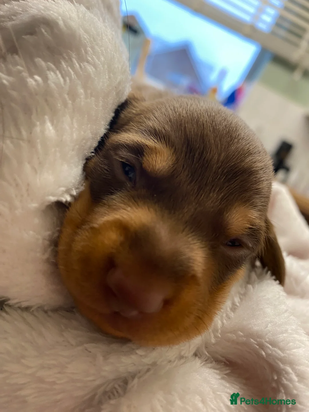 Dachshund dogs for sale: Dachshund  in Northallerton - Advert 11