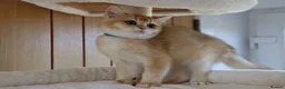 British Shorthair cats for sale: Ready Champion lines BSH kittens  - Advert 9