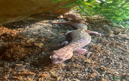 Leopard Gecko reptiles for sale: 2 Leo geckos and Viv  - Image 3