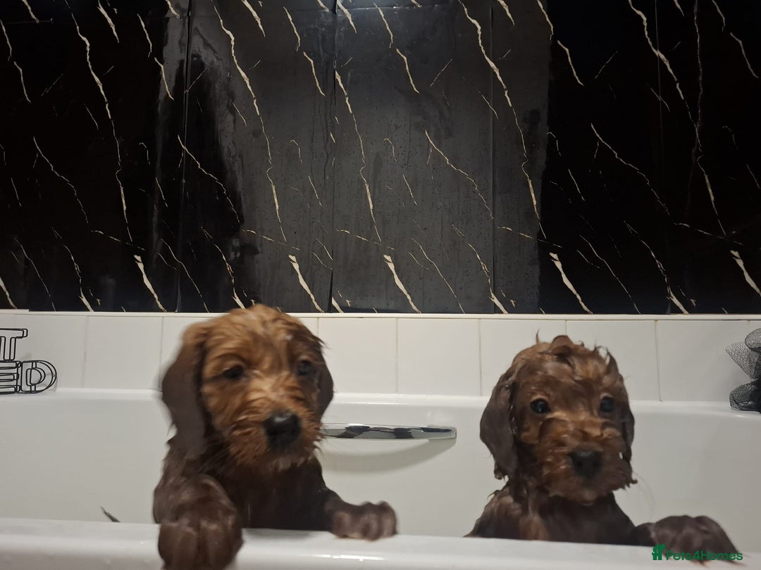 Cockapoo dogs for sale: COCKAPOOS READY NOW - Advert 3