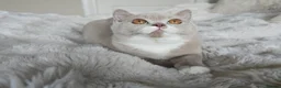 British Shorthair cats for sale: British Shorthair Girl  - Advert 4
