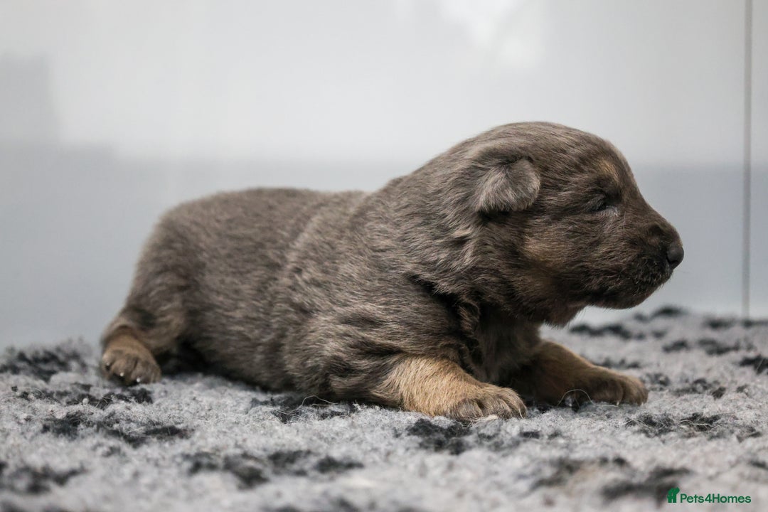 German Shepherd dogs for sale: ❤️KC pups ✨ health tested parents  - Advert 18