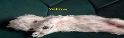 Bichon Frise dogs for sale: GORGEOUS BICHON FRISE - 🩷 3 girls  - Advert 12