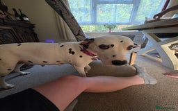Dalmatian dogs for sale: 100% DALMATIAN LITTER - Image 5