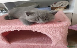 British Shorthair cats for sale: 4 Britain short hair kittens - Image 1