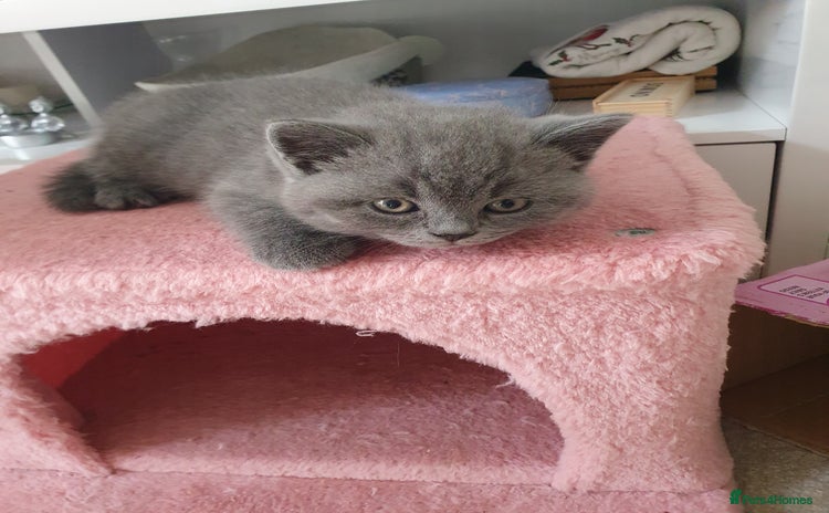 British Shorthair cats - Advert 1