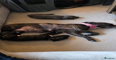 Staffordshire Bull Terrier dogs 3 Beautiful little staff boys - Advert 3