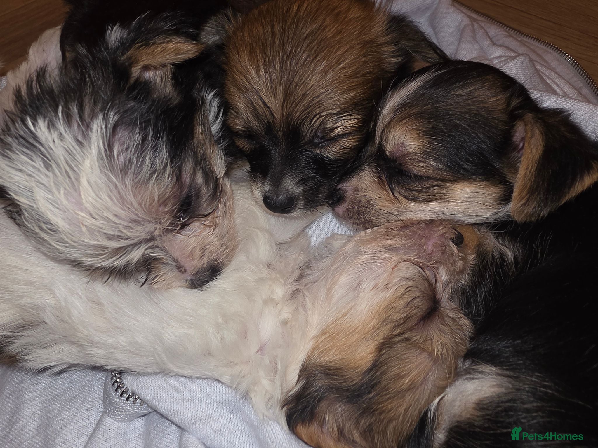 Chorkie dogs  **  Chorkie puppies - Advert 1
