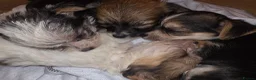 Chorkie dogs for sale:  **  Chorkie puppies in Towcester - Advert 1