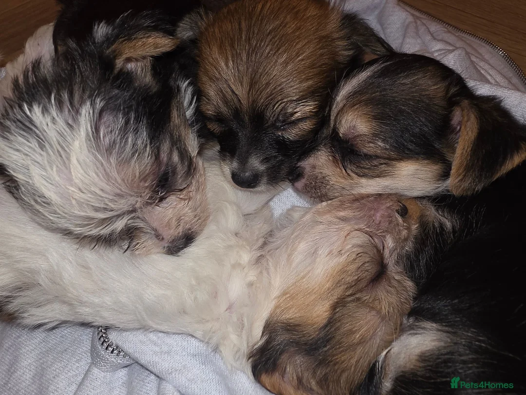 Chorkie dogs for sale:  **  Chorkie puppies in Towcester - Advert 1