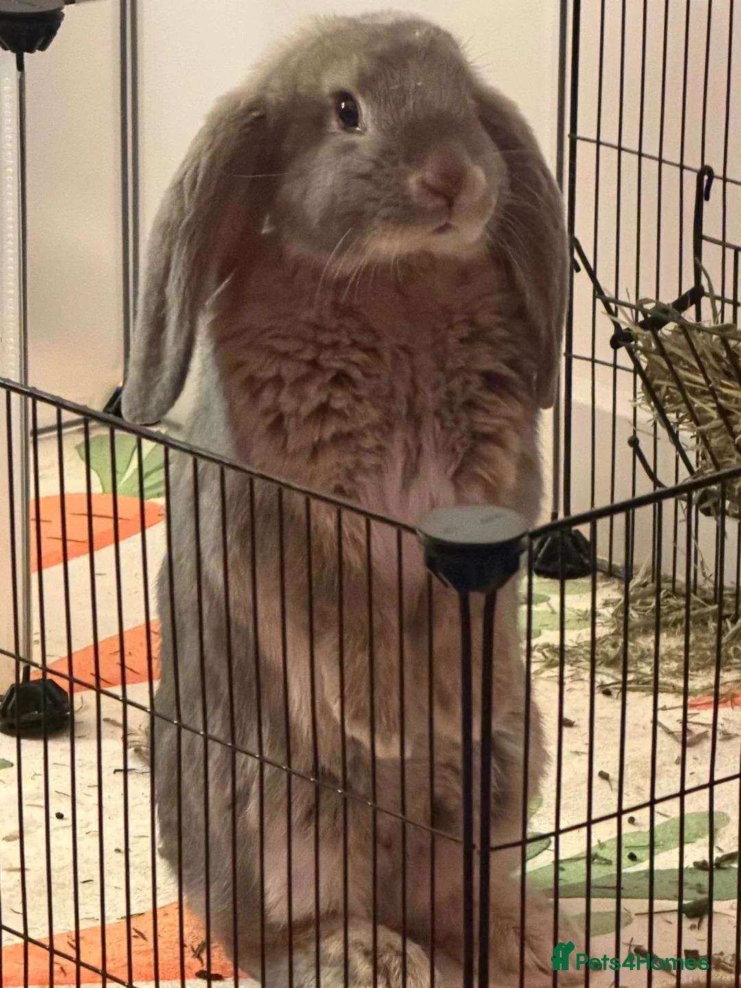 French Lop rabbits for sale: Female French lop for adoption  in Swansea - Advert 2