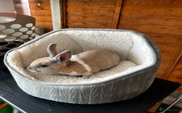 Mixed Breed rabbits for sale: Rabbit  - Image 3