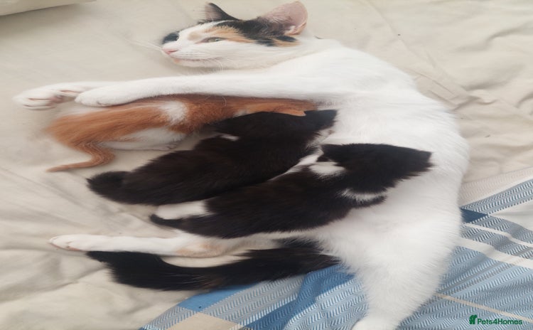 Mixed Breed cats - Advert 3